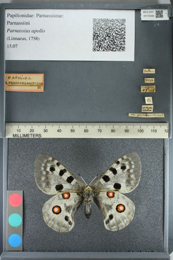 Media type: image;   Entomology 175048